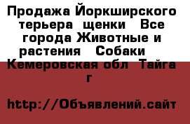 Продажа Йоркширского терьера, щенки - Все города Животные и растения » Собаки   . Кемеровская обл.,Тайга г.